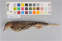 藏品(白背鷚)的圖片